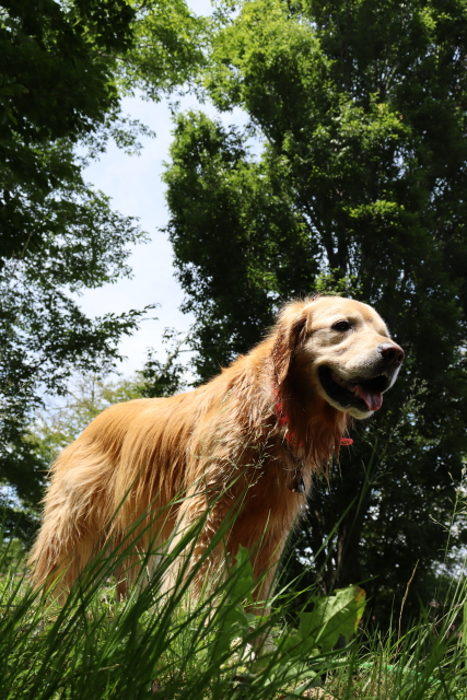 ファイル 8811-3.jpg