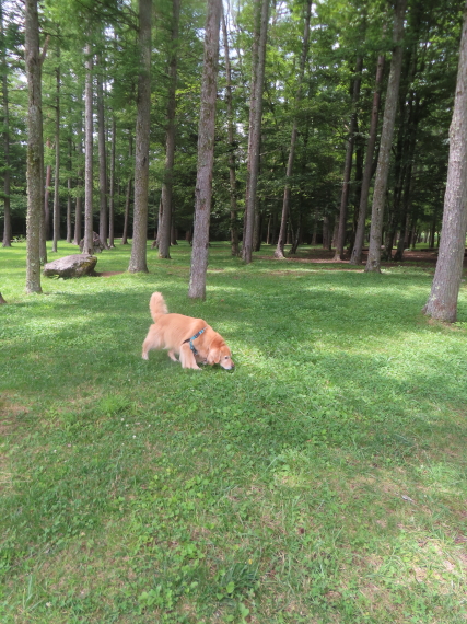 ファイル 8811-5.jpg