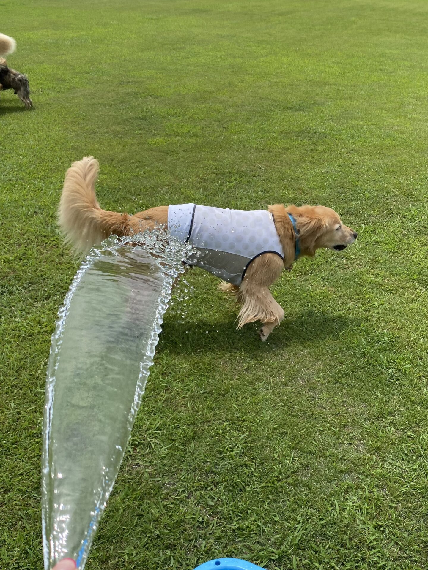 ファイル 8816-2.jpeg