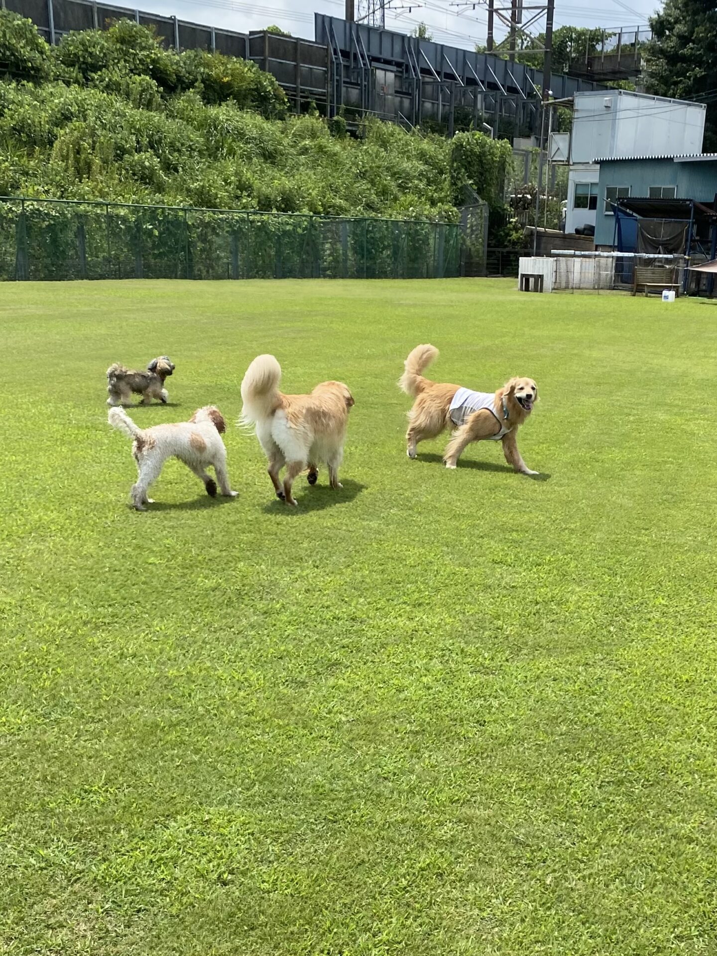 ファイル 8816-5.jpeg