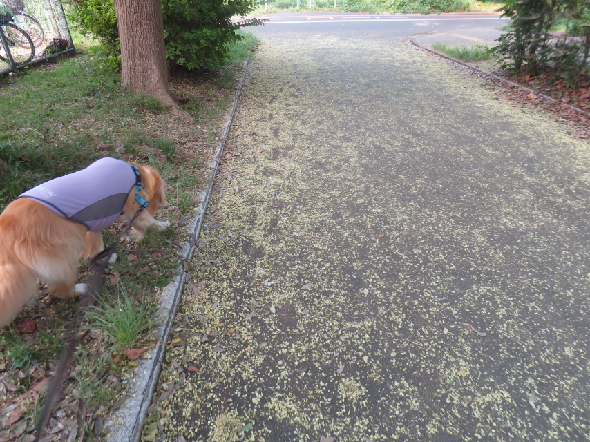 ファイル 8818-3.jpg