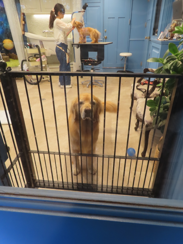 ファイル 8819-1.jpg