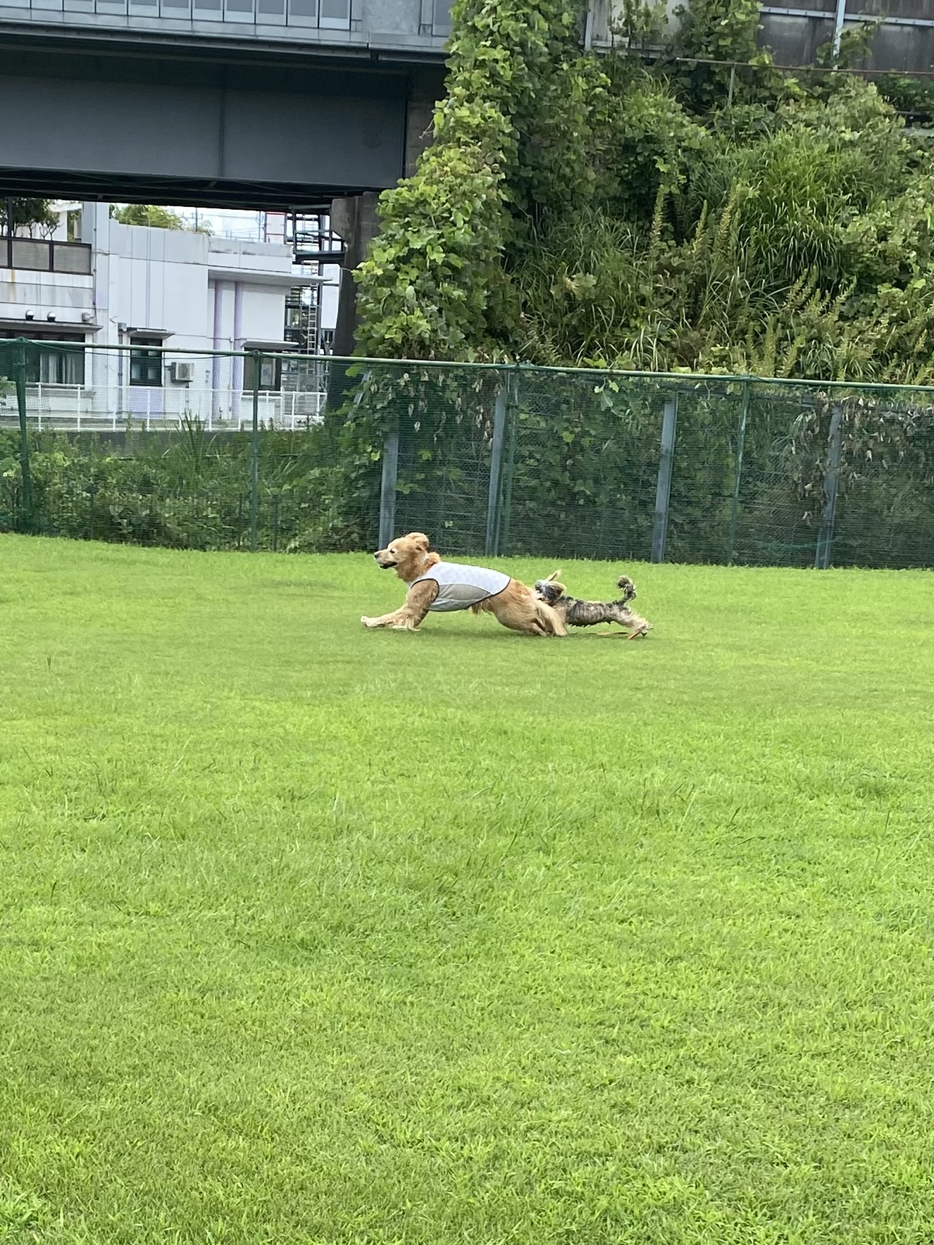 ファイル 8824-2.jpeg