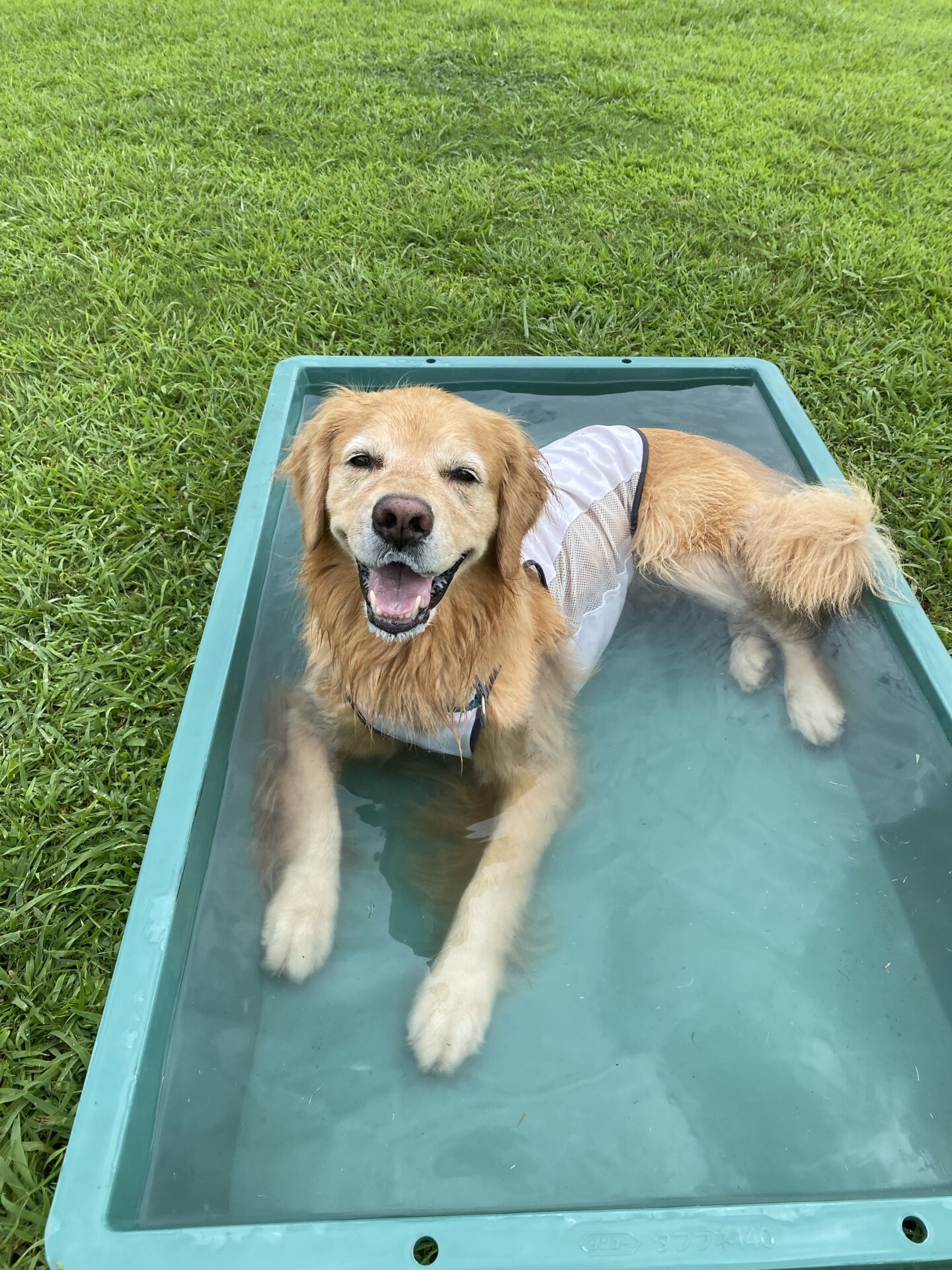 ファイル 8824-5.jpeg