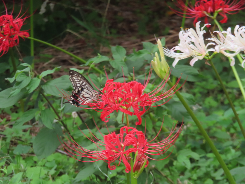 ファイル 8836-4.jpg