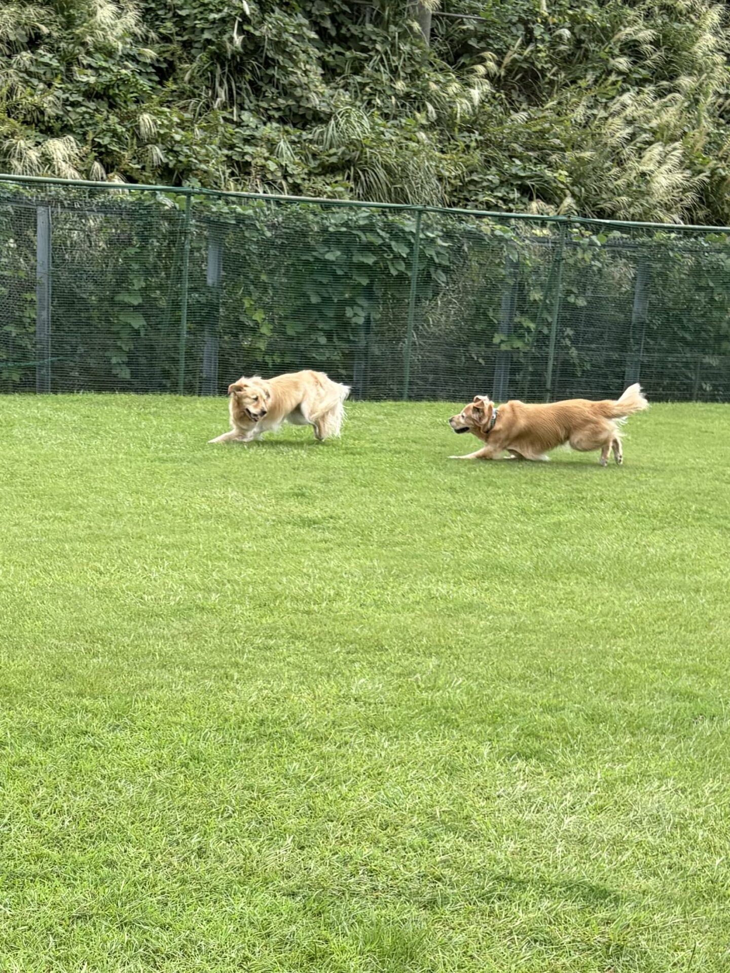 ファイル 8838-2.jpeg