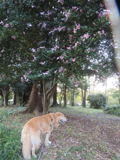 ファイル 8856-3.jpg