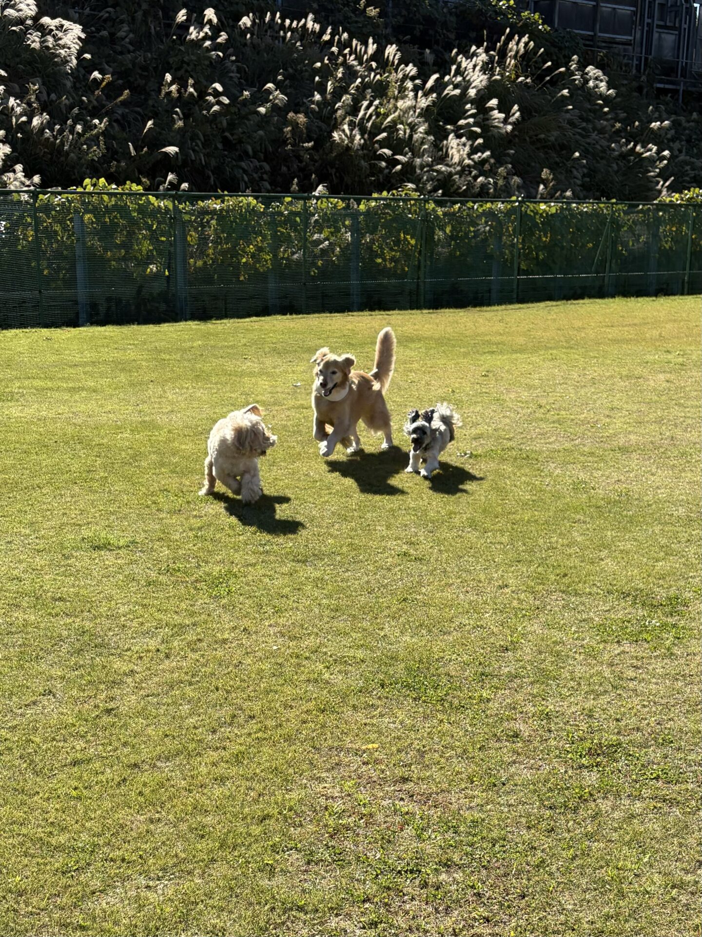 ファイル 8861-2.jpeg