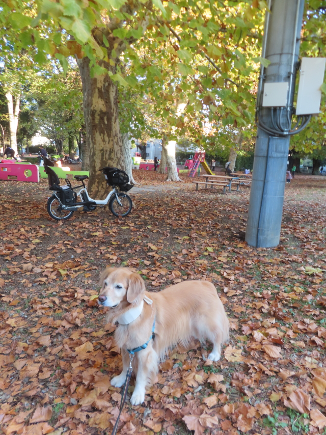 ファイル 8863-1.jpg