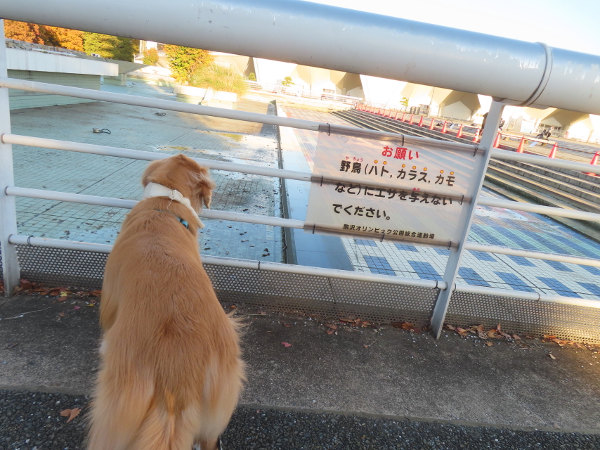 ファイル 8864-1.jpg