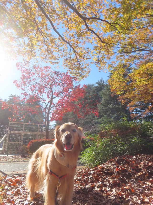 ファイル 8867-1.jpg