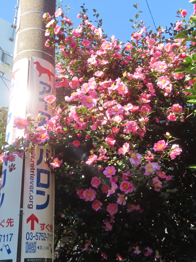 ファイル 8867-5.jpg