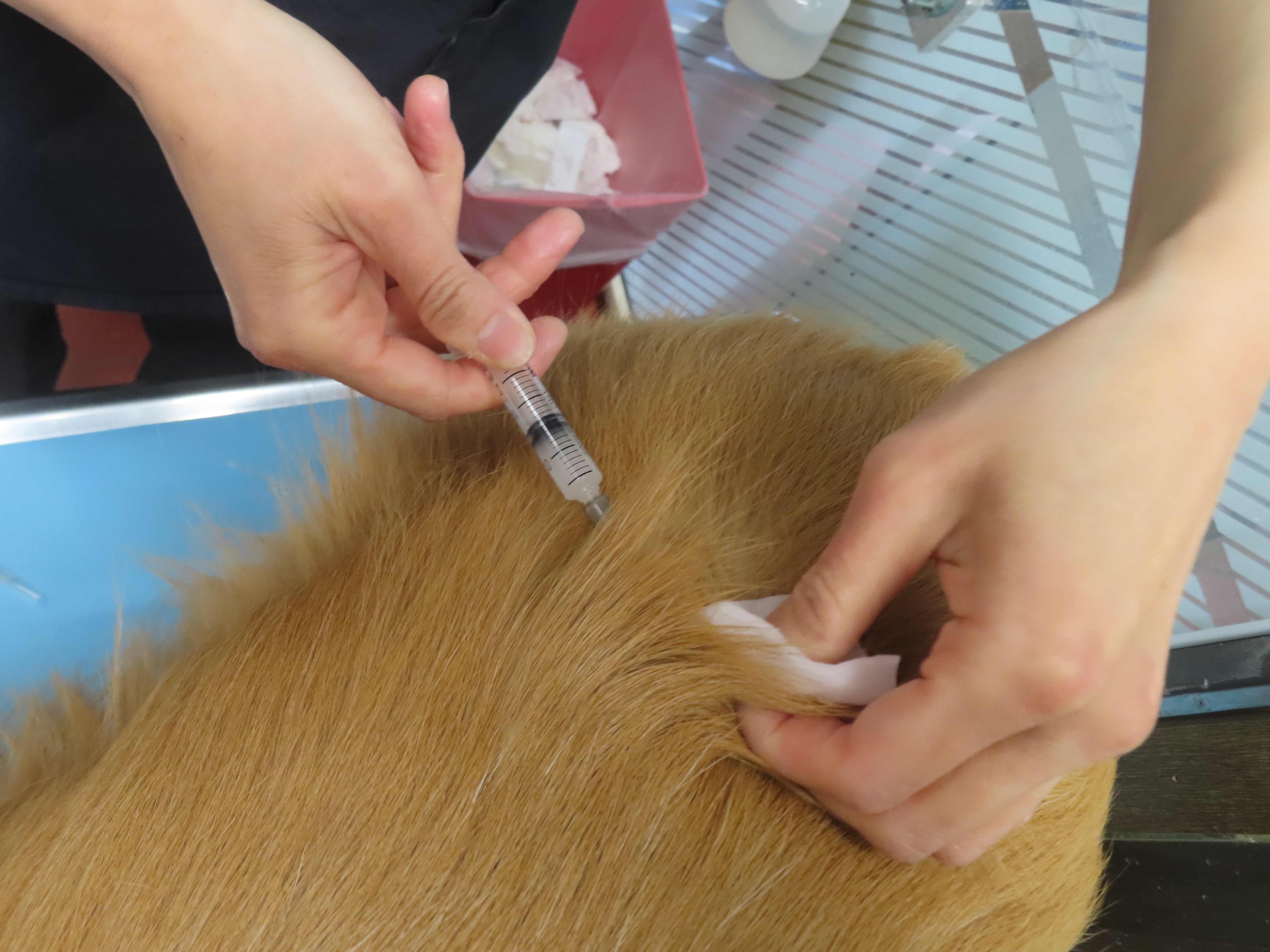 ファイル 8869-1.jpg