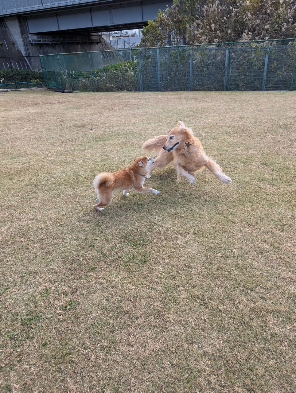 ファイル 8871-5.jpeg