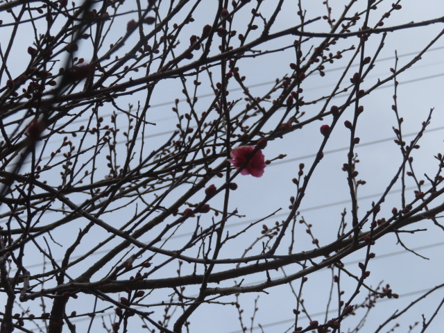 ファイル 8885-4.jpg