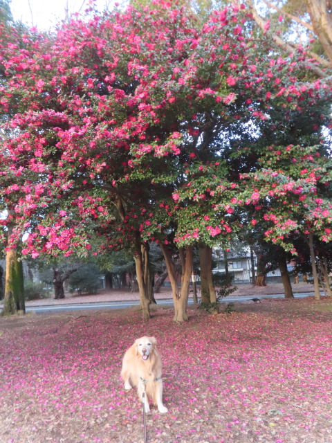 ファイル 8885-5.jpg