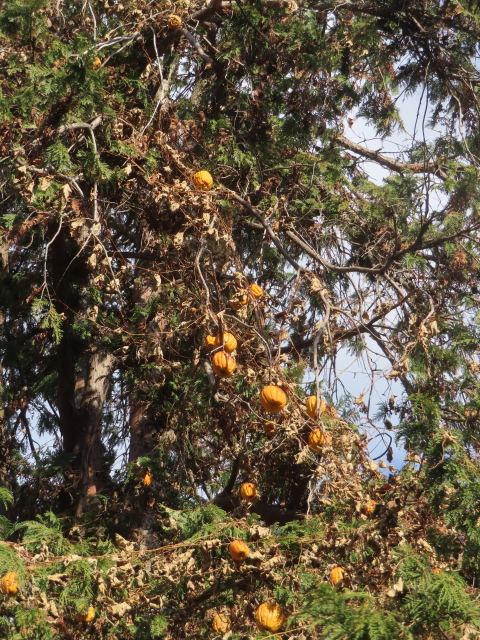 ファイル 8886-5.jpg