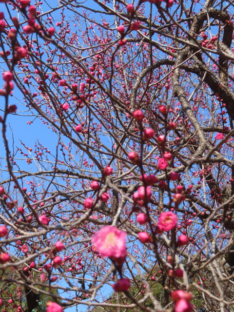 ファイル 8891-2.jpg