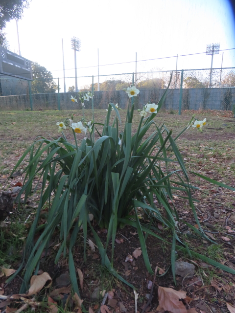 ファイル 8891-5.jpg