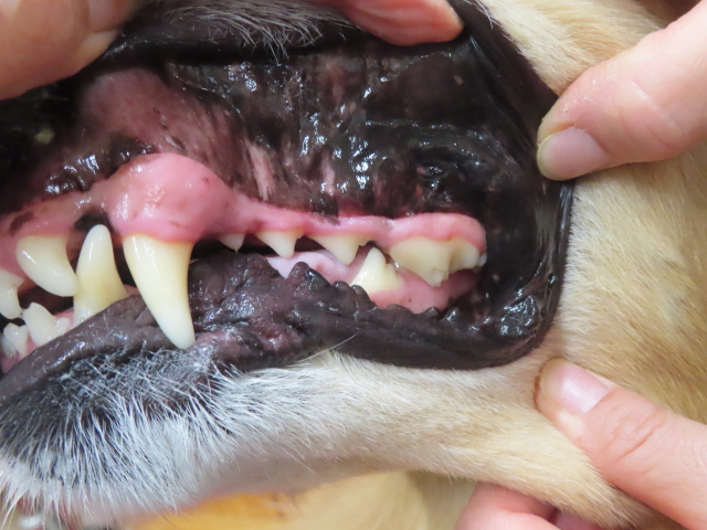 ファイル 8892-1.jpg