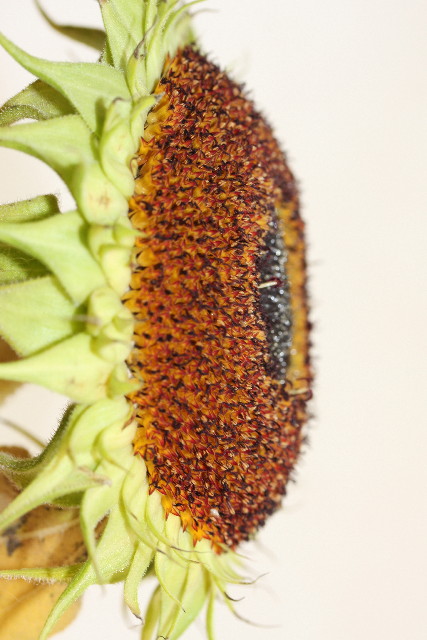 ファイル 891-1.jpg