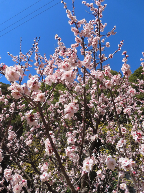 ファイル 8912-2.jpg