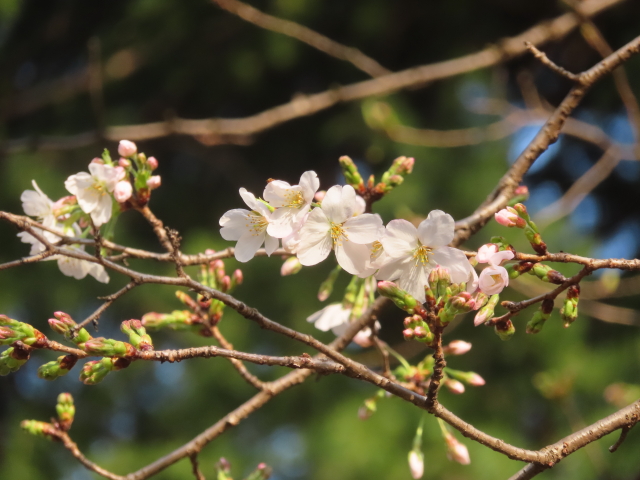 ファイル 8922-5.jpg