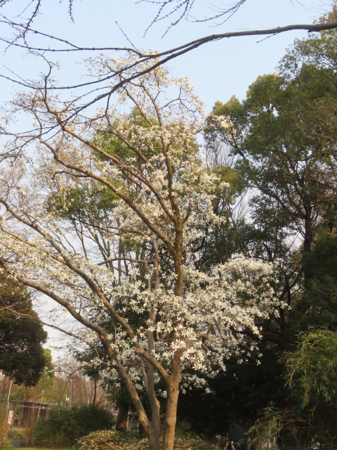 ファイル 8923-1.jpg