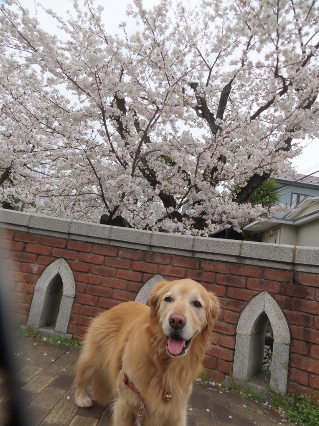 ファイル 8927-4.jpg