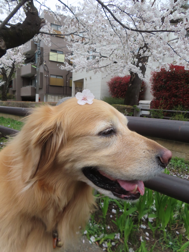 ファイル 8927-5.jpg