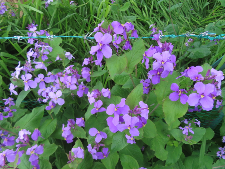 ファイル 8928-3.jpg