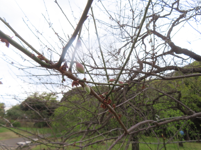 ファイル 8931-1.jpg