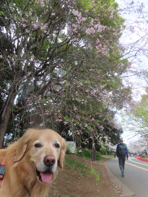 ファイル 8931-3.jpg