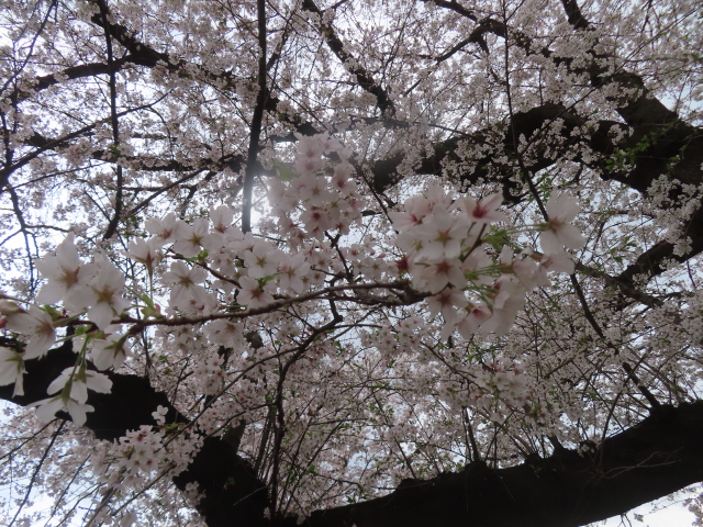 ファイル 8931-4.jpg