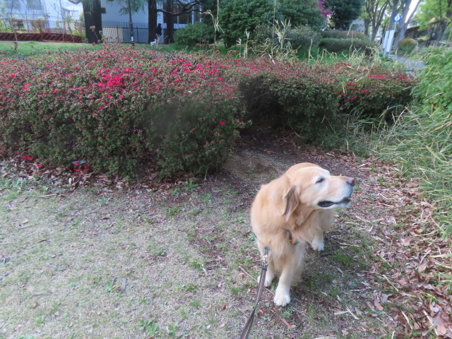 ファイル 8934-1.jpg