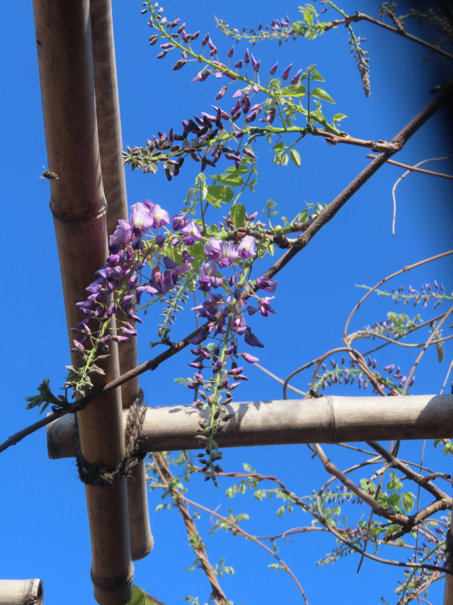 ファイル 8937-2.jpg