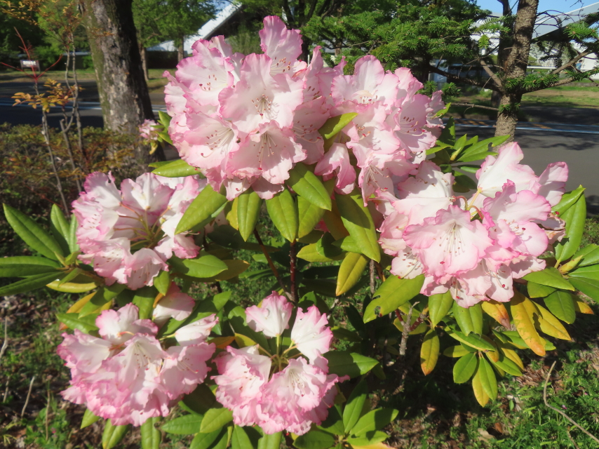 ファイル 8937-3.jpg