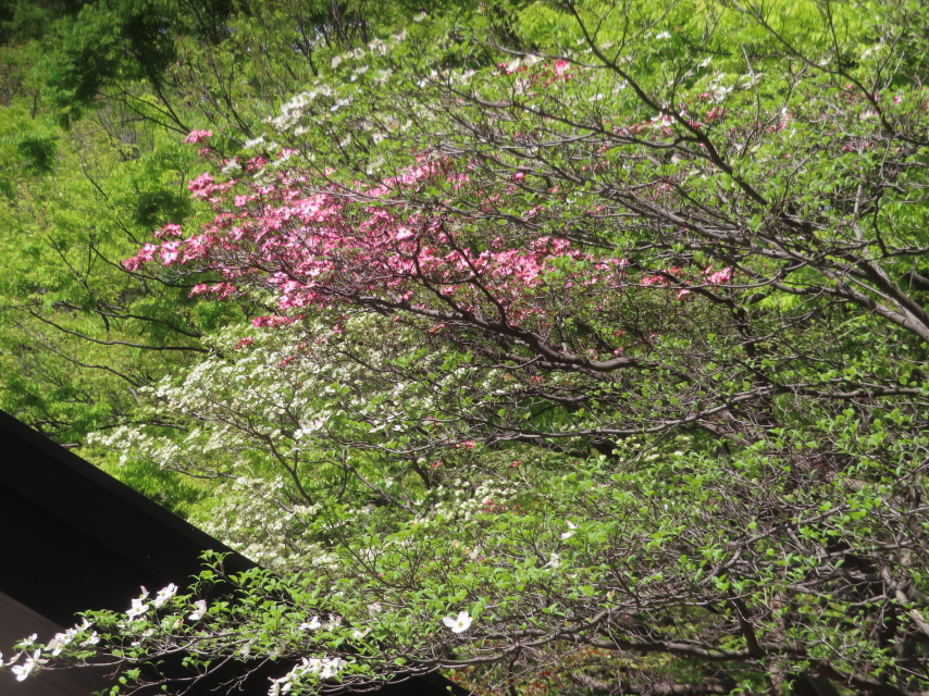 ファイル 8938-4.jpg