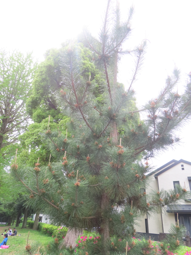 ファイル 8940-1.jpg