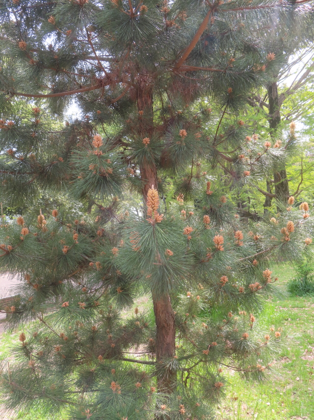 ファイル 8940-3.jpg