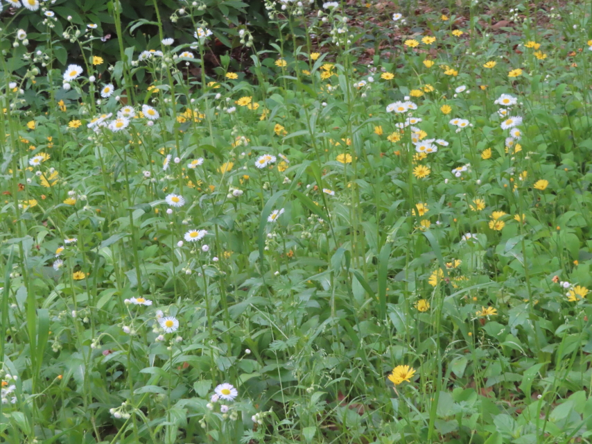 ファイル 8945-2.jpg