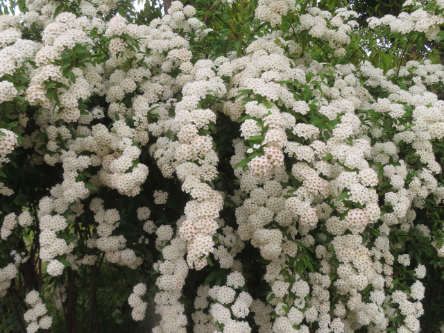 ファイル 8945-4.jpg