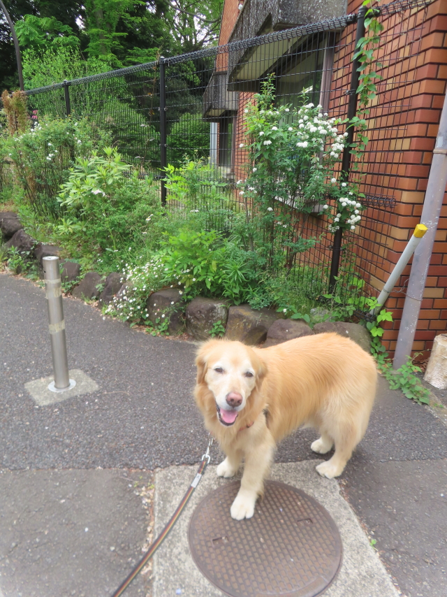 ファイル 8945-5.jpg