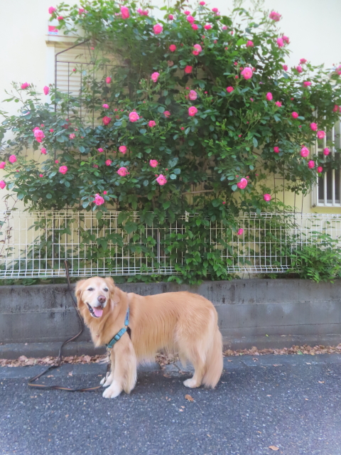 ファイル 8947-1.jpg