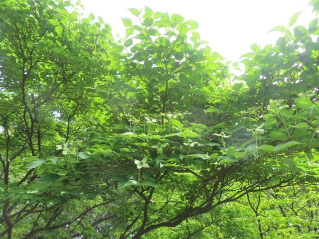 ファイル 8948-2.jpg