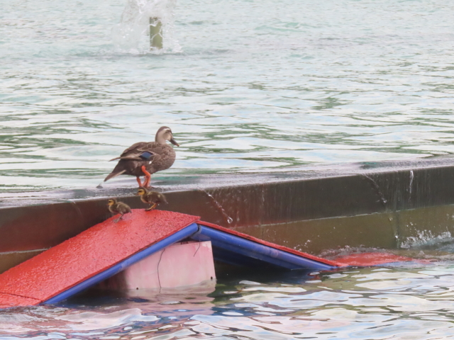 ファイル 8959-3.jpg