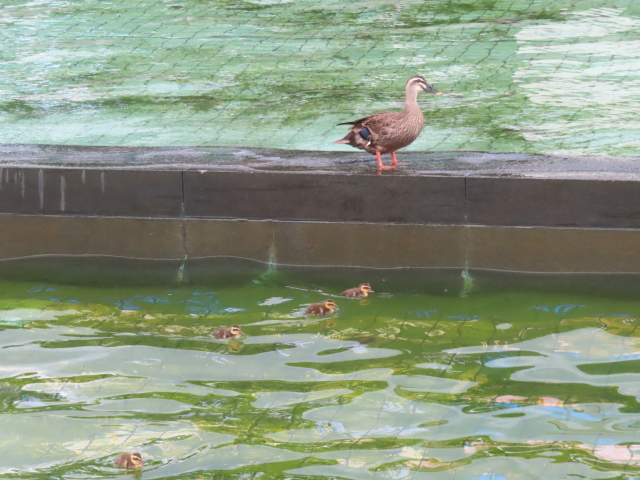 ファイル 8959-4.jpg