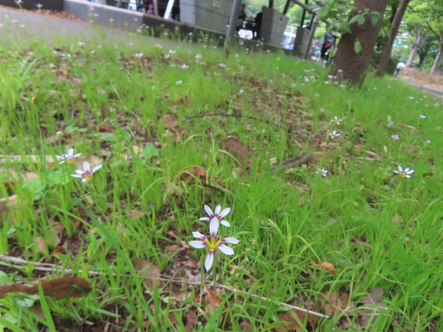 ファイル 8962-5.jpg