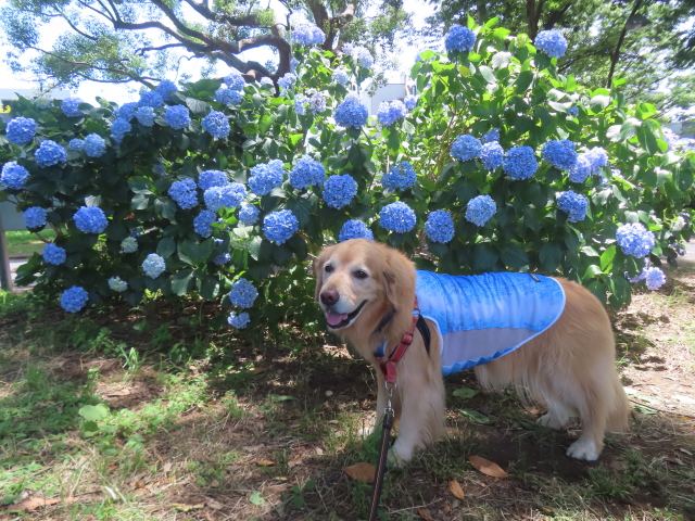 ファイル 8965-1.jpg