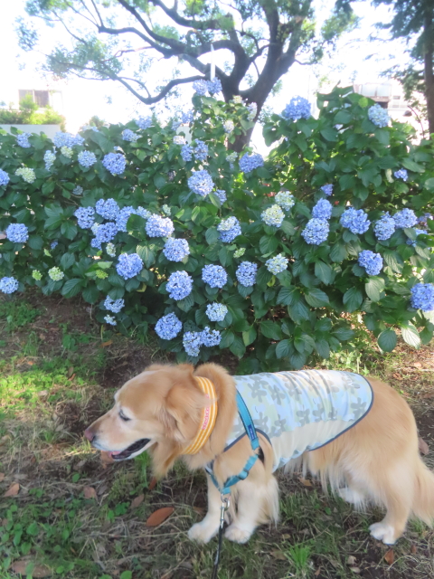 ファイル 8965-2.jpg